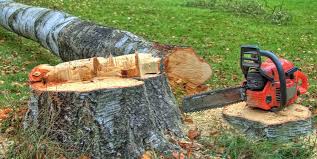Professional Tree Care in Salem Heights, OH