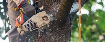 Best Hazardous Tree Removal  in Salem Heights, OH