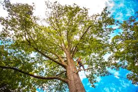  Salem Heights, OH Tree Care Pros