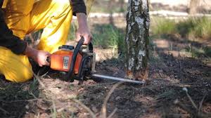 Best Root Management and Removal  in Salem Heights, OH
