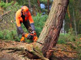 Best Tree Removal  in Salem Heights, OH