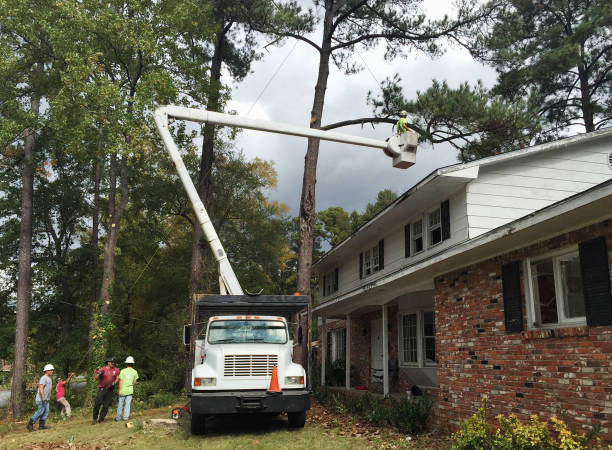 Best Tree Health Inspection  in Salem Heights, OH