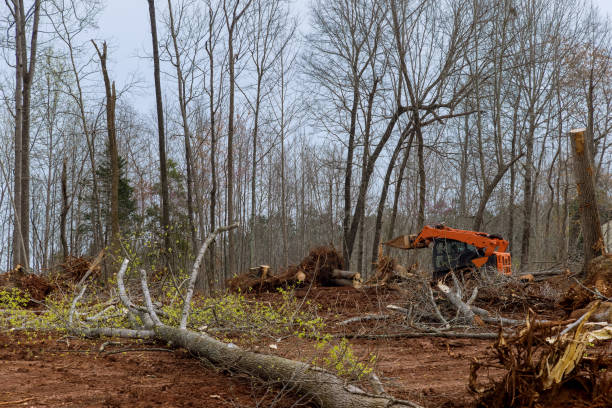 Best Tree and Shrub Care  in Salem Heights, OH