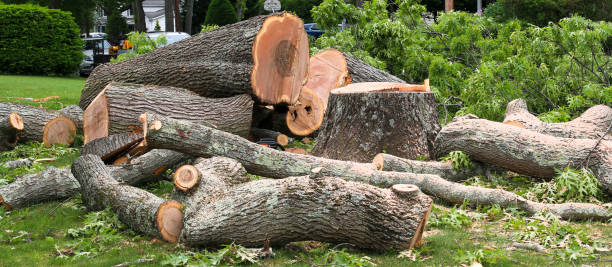 Best Storm Damage Tree Cleanup  in Salem Heights, OH