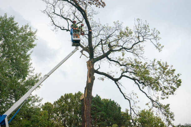 Best Tree Mulching  in Salem Heights, OH