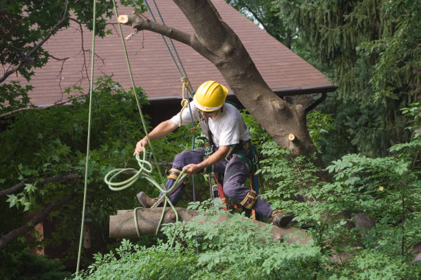 Best Landscape Design and Installation  in Salem Heights, OH