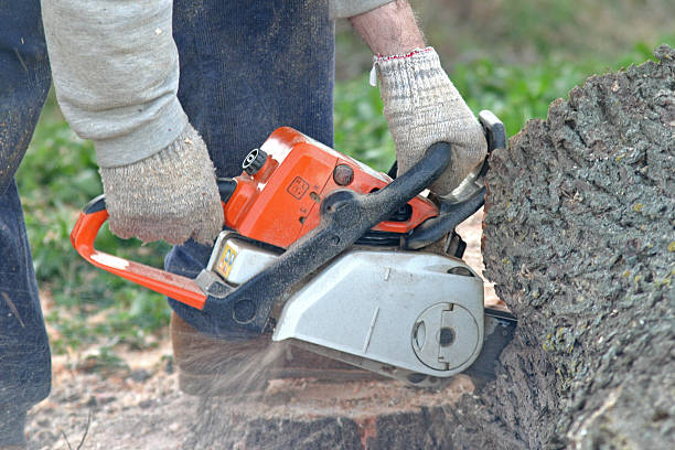 Best Tree Preservation Services  in Salem Heights, OH