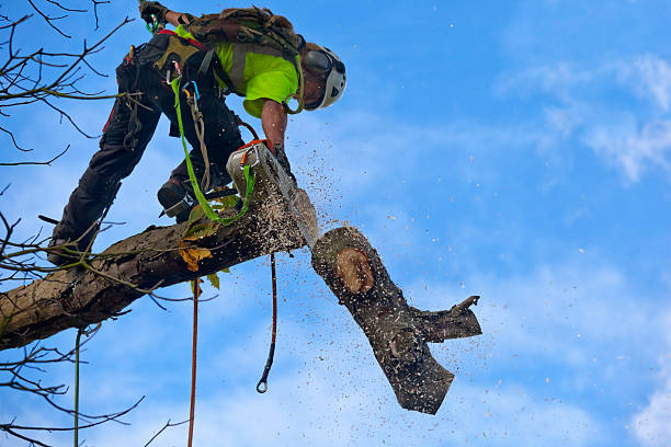 Best Stump Grinding and Removal  in Salem Heights, OH