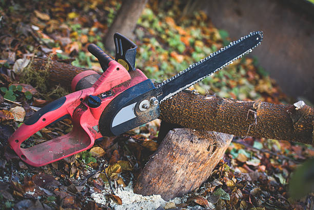 Best Tree Trimming and Pruning  in Salem Heights, OH