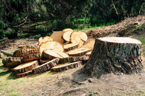 How Our Tree Care Process Works  in  Salem Heights, OH